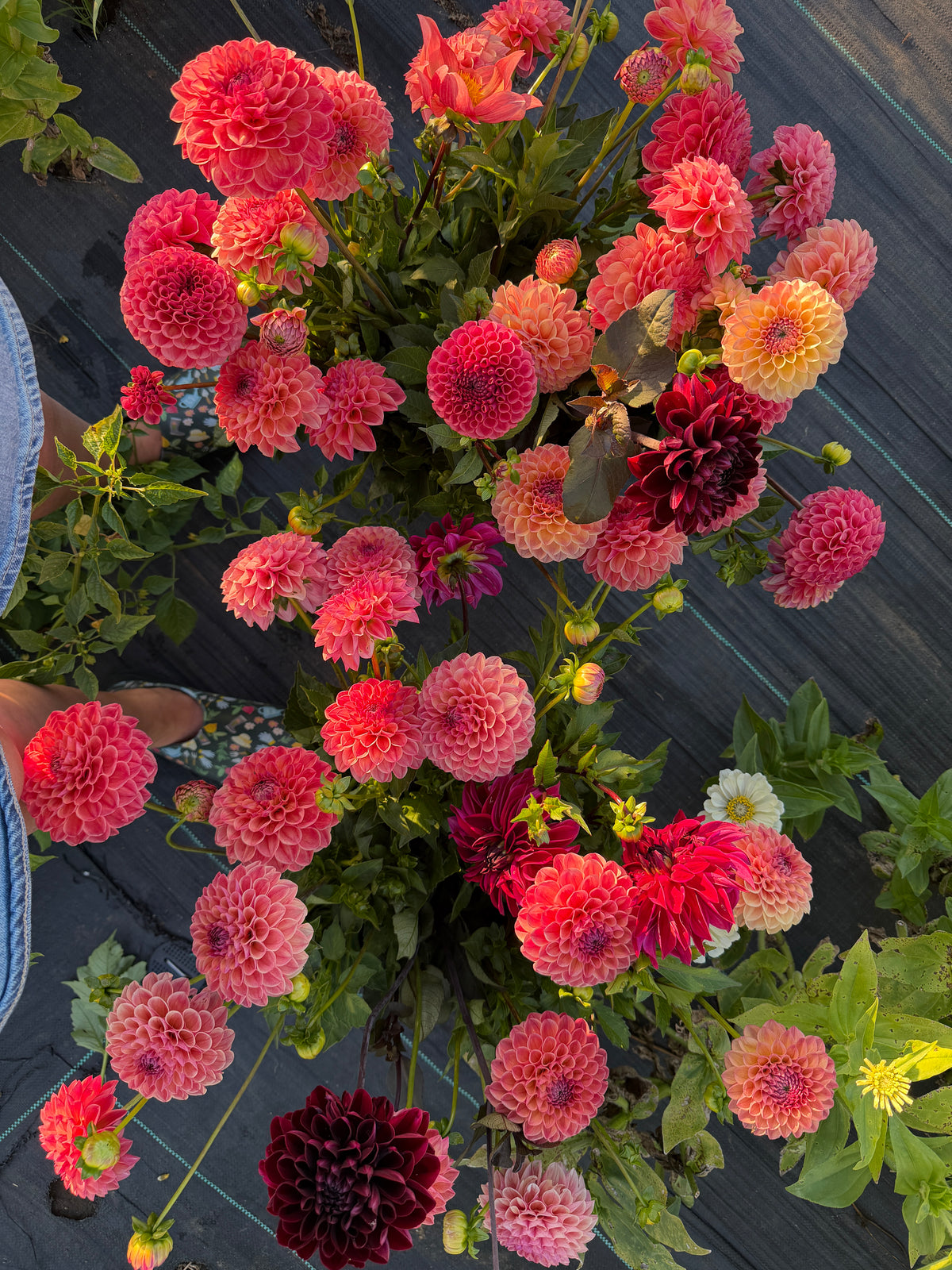 Firefly Dahlia Tuber Collection