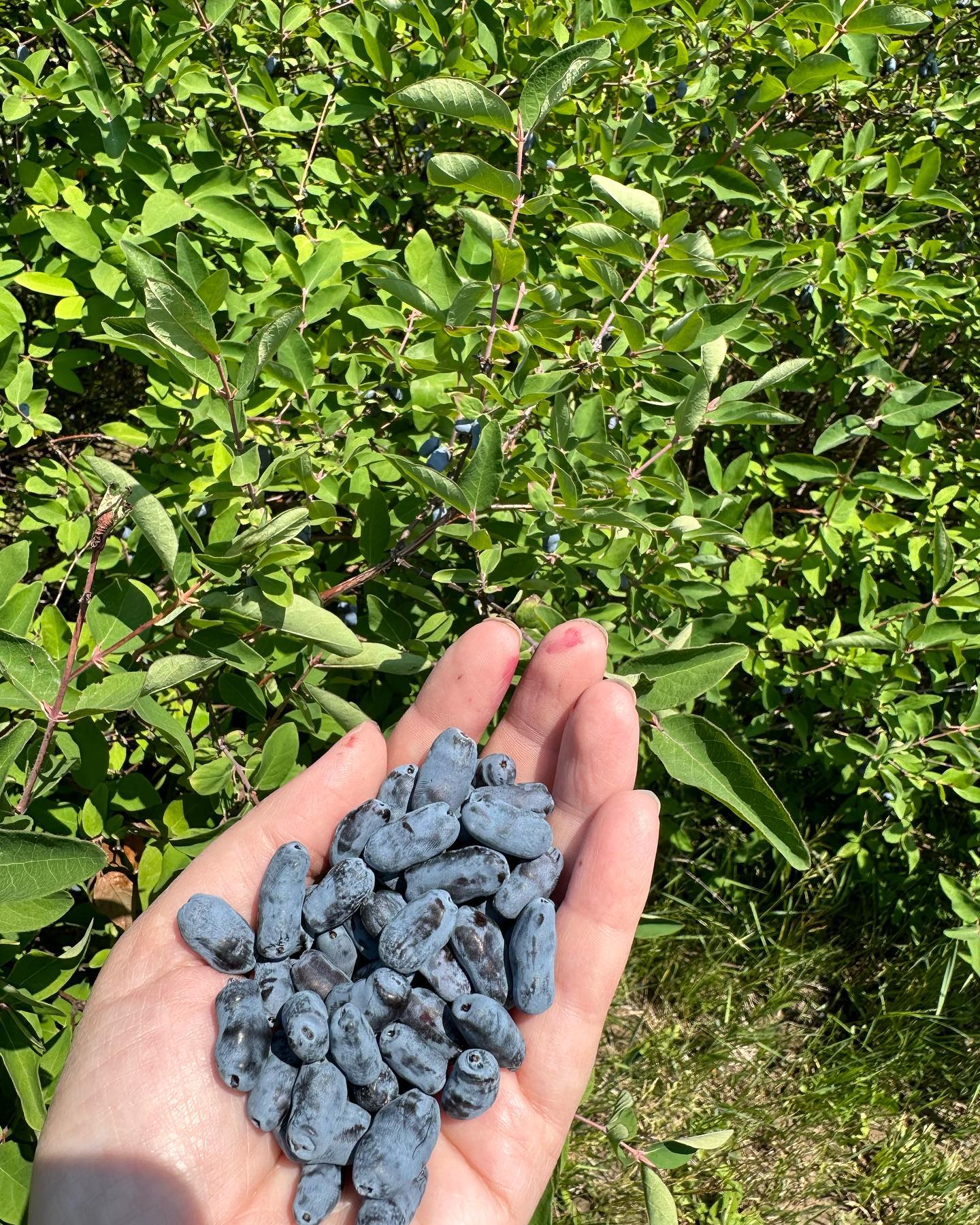 Haskaps (Honeyberries)