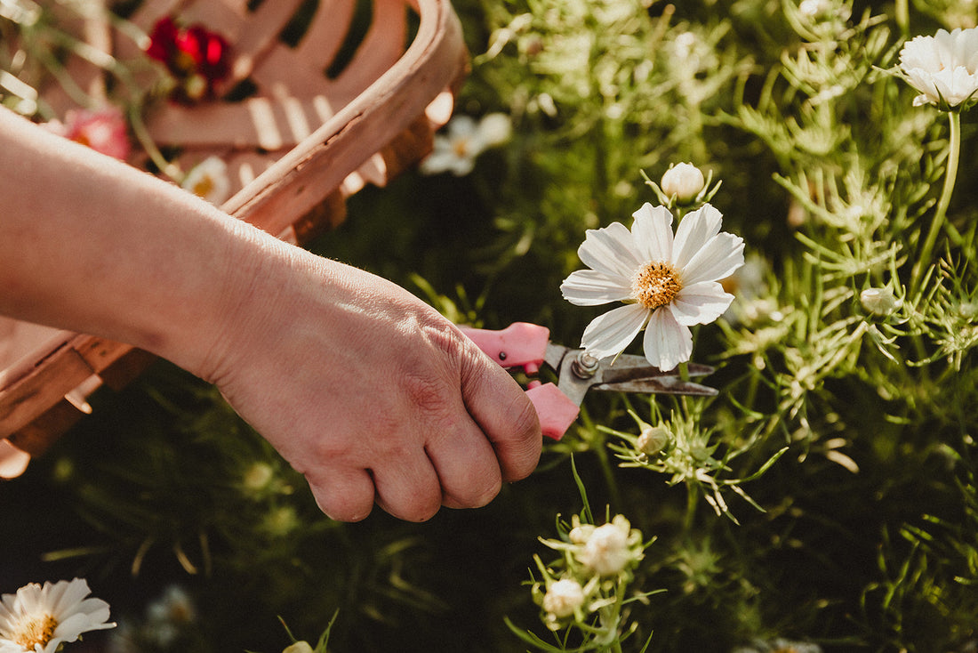 5 Tips for Keeping Your Fresh-Cut Flowers Blooming Longer