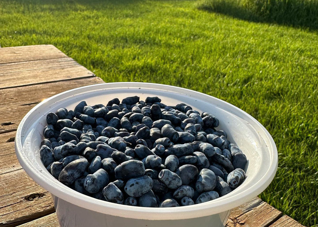 Exploring the Sweet & Tart World of Haskap Berries