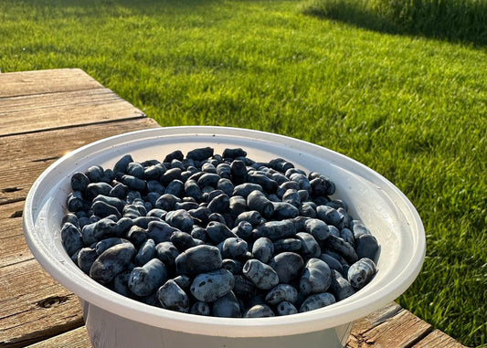 Exploring the Sweet & Tart World of Haskap Berries