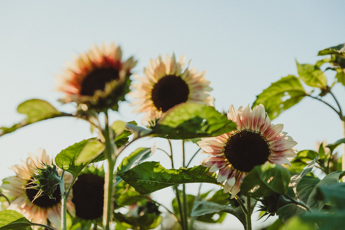 Firefly Gallery – fireflyfarmnorth