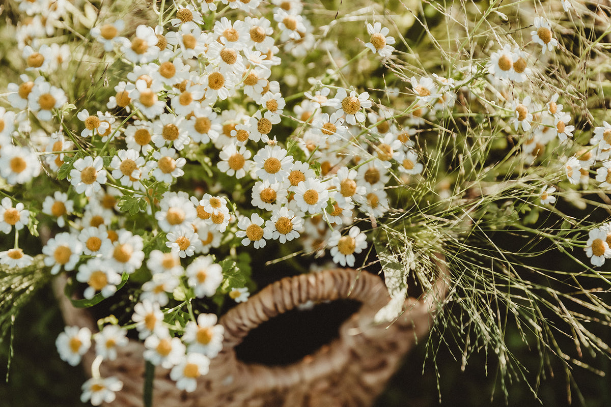 Firefly Gallery – fireflyfarmnorth