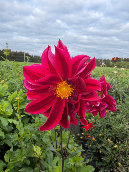Firefly Dahlia Tuber Collection