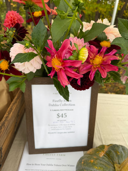 Firefly Dahlia Tuber Collection