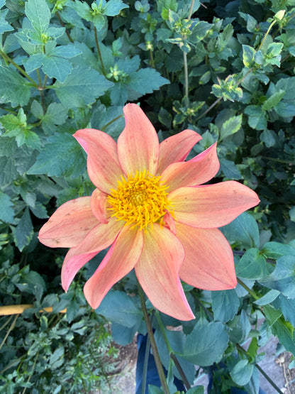 Firefly Dahlia Tuber Collection