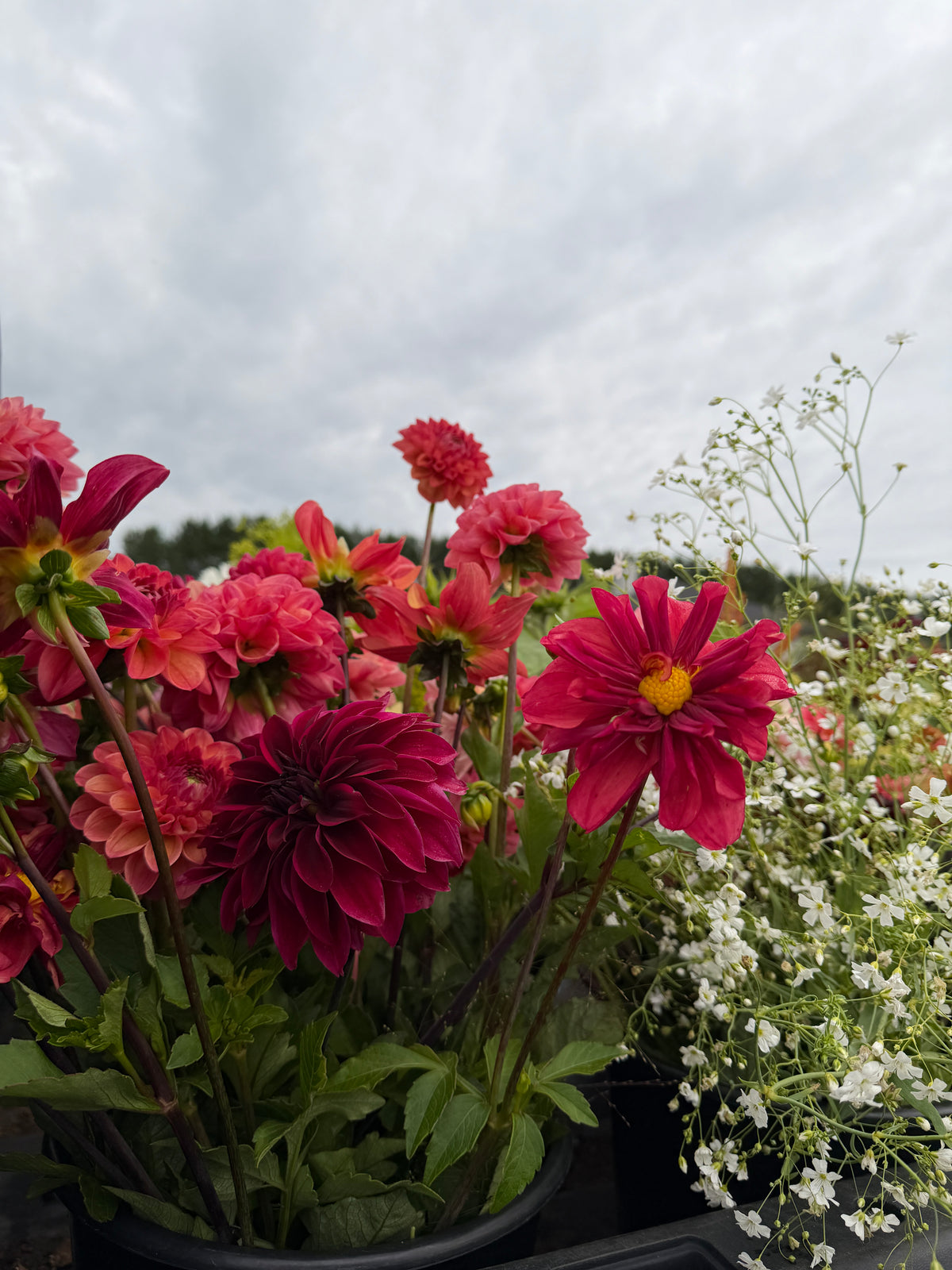 Firefly Dahlia Tuber Collection