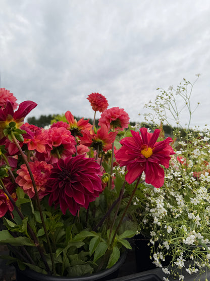 Firefly Dahlia Tuber Collection