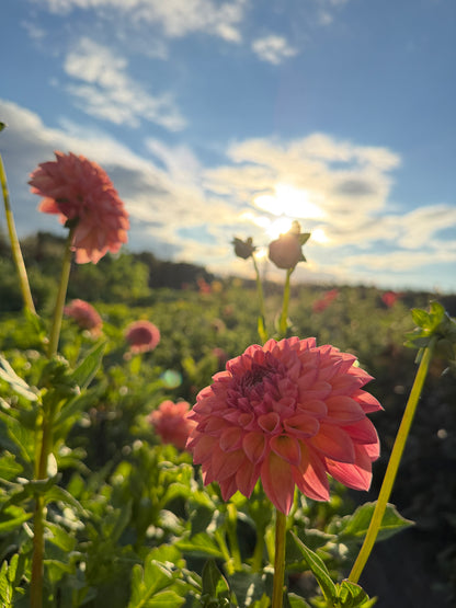 Firefly Dahlia Tuber Collection