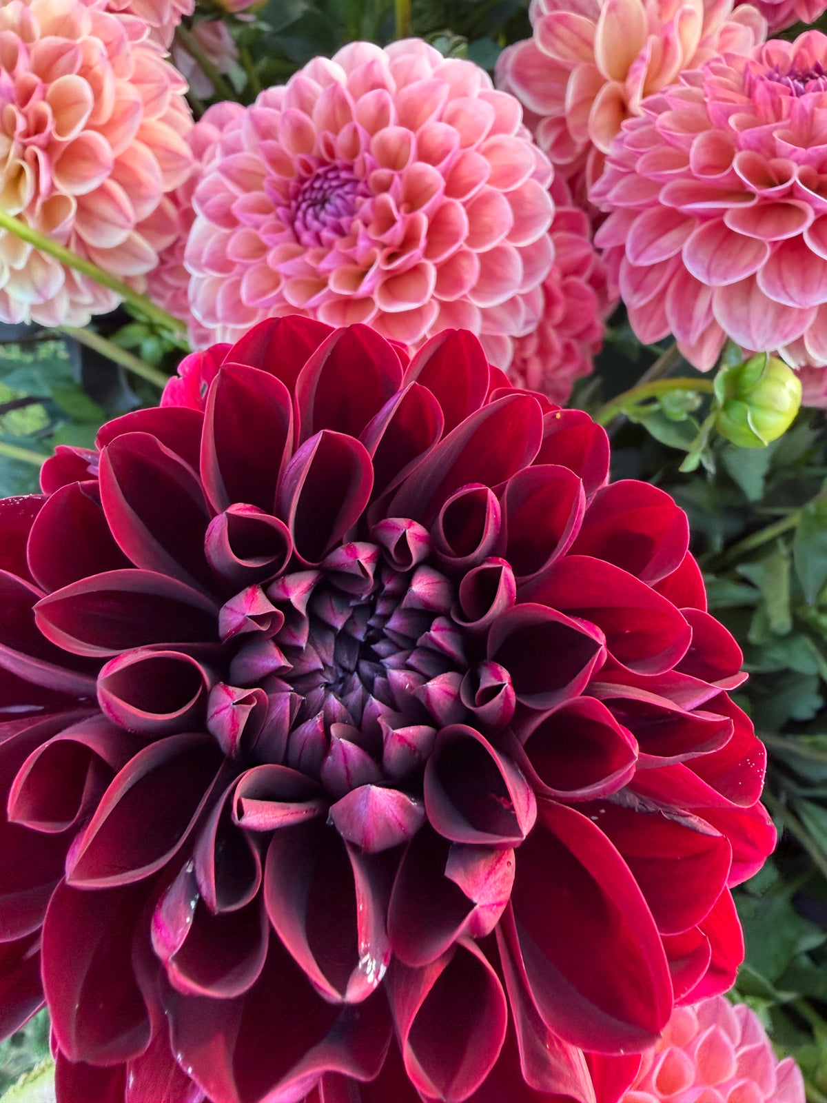 Firefly Dahlia Tuber Collection
