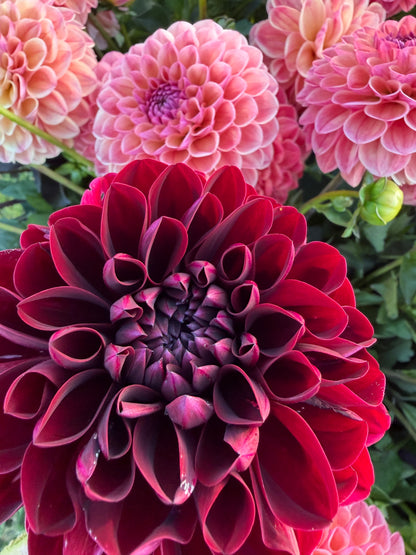 Firefly Dahlia Tuber Collection