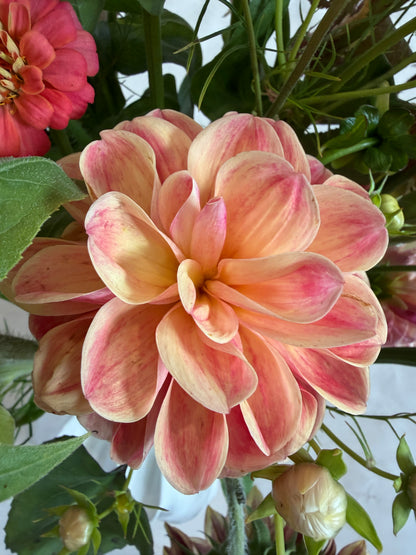 Firefly Dahlia Tuber Collection