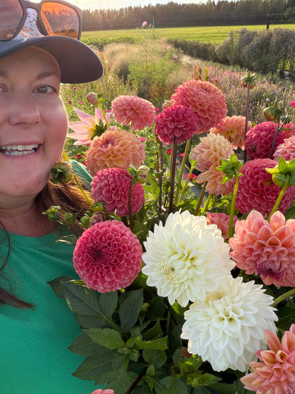 Firefly Dahlia Tuber Collection