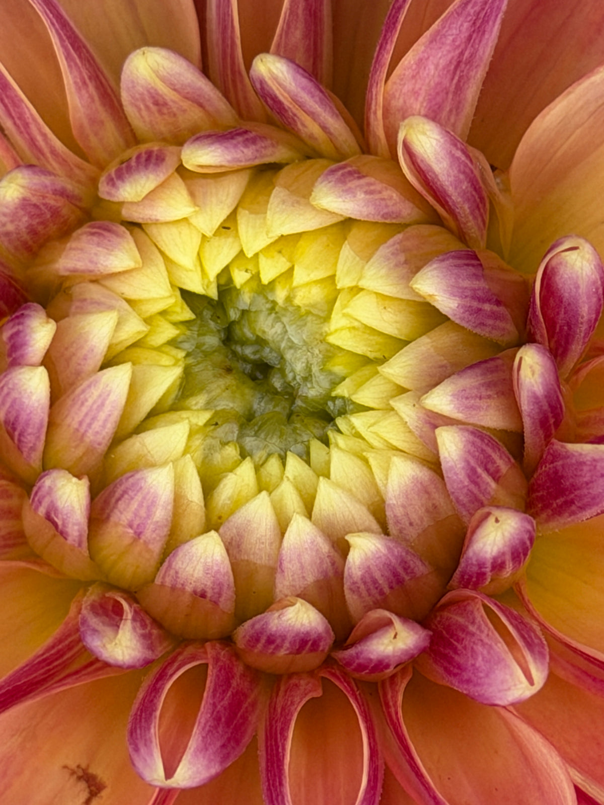 Firefly Dahlia Tuber Collection