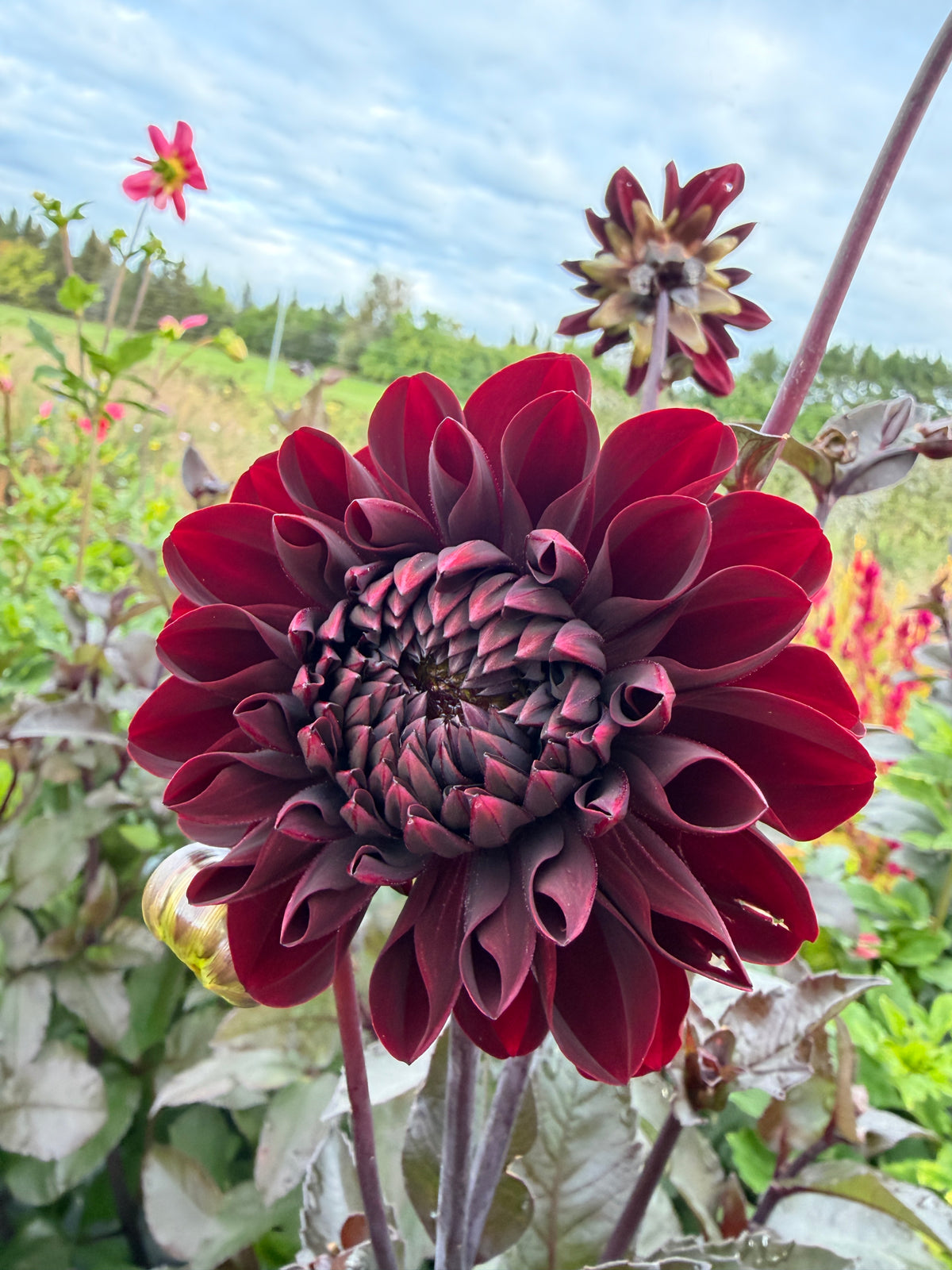 Firefly Dahlia Tuber Collection
