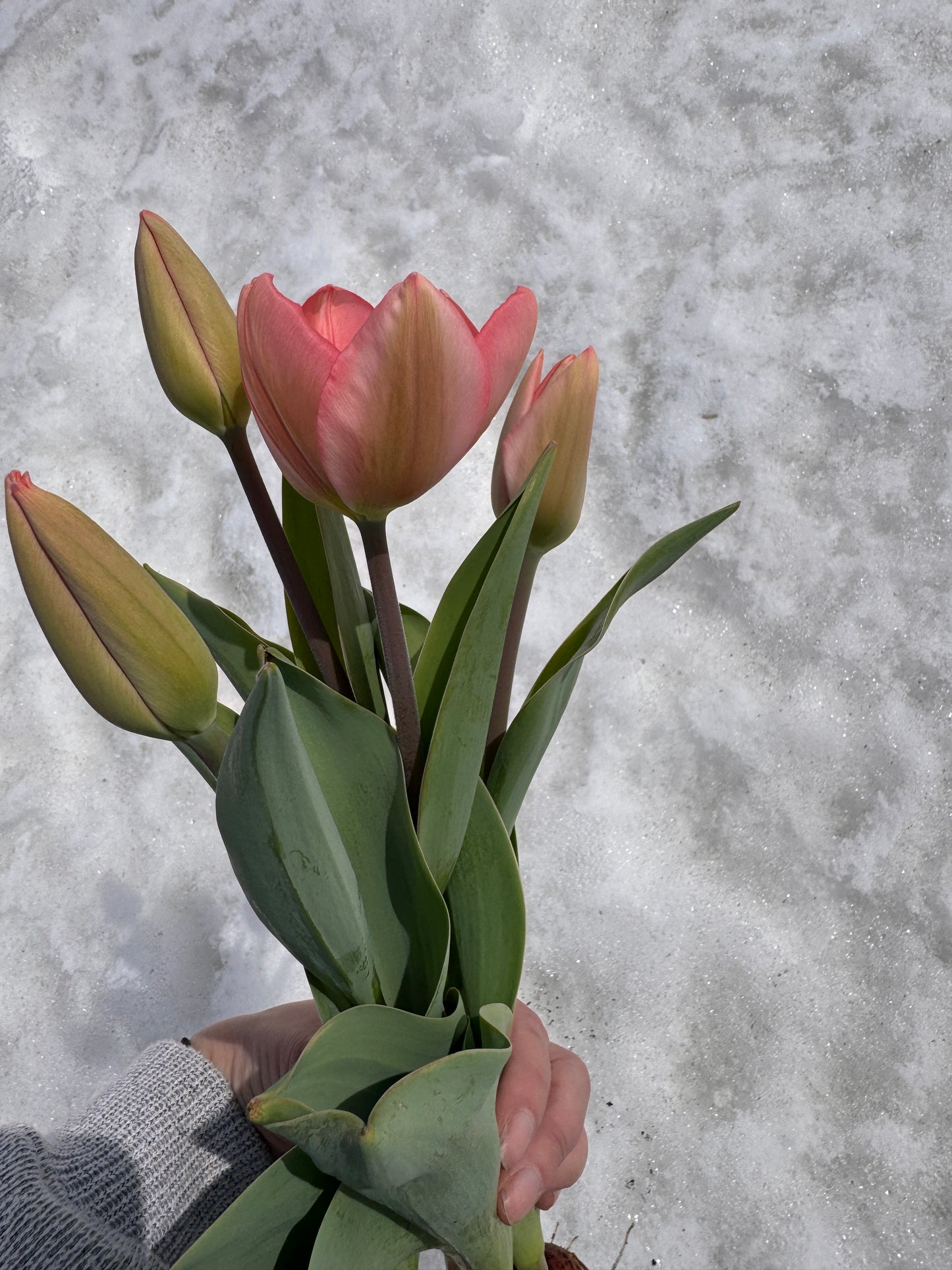 PRE-ORDER Tulip Bouquet - Wednesday, Apr 29 at The Market 3:30-6:30pm