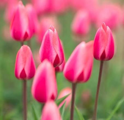 PRE-ORDER Tulip Bouquet - Wednesday, Apr 29 at The Market 3:30-6:30pm