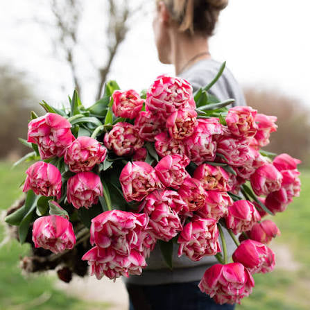 PRE-ORDER Tulip Bouquet - Wednesday, Apr 29 at The Market 3:30-6:30pm