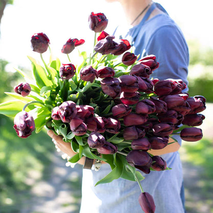 PRE-ORDER Tulip Bouquet - Wednesday, Apr 29 at The Market 3:30-6:30pm