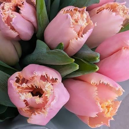 PRE-ORDER Tulip Bouquet - Wednesday, Apr 29 at The Market 3:30-6:30pm