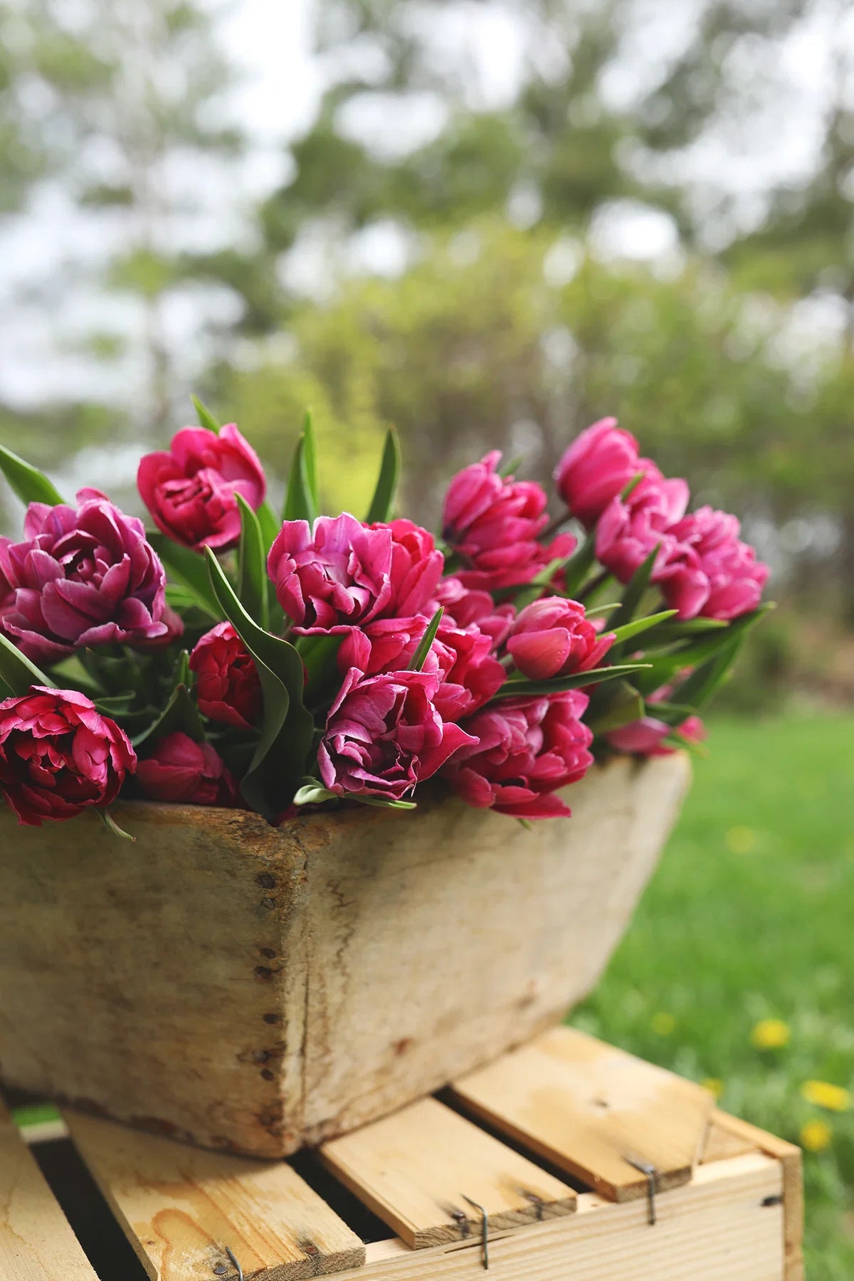PRE-ORDER Tulip Bouquet - Wednesday, Apr 29 at The Market 3:30-6:30pm