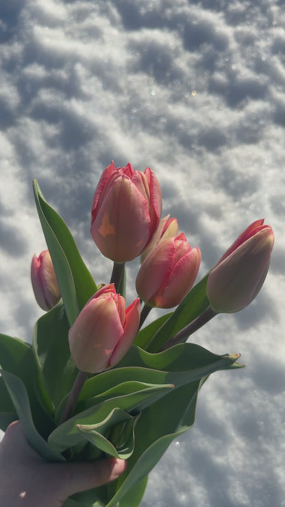 PRE-ORDER Tulip Bouquet - Wednesday, Apr 29 at The Market 3:30-6:30pm